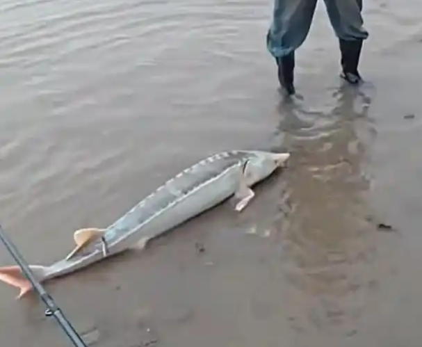 吓坏了！小伙钓上白色鲟鱼吓得放生后致电公安